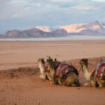 Kamele - Wadi Rum, JORDANIEN